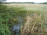 池間湿原