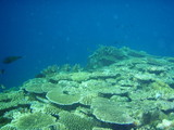 珊瑚はゆりかご.jpg