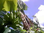 090709_105628.JPG